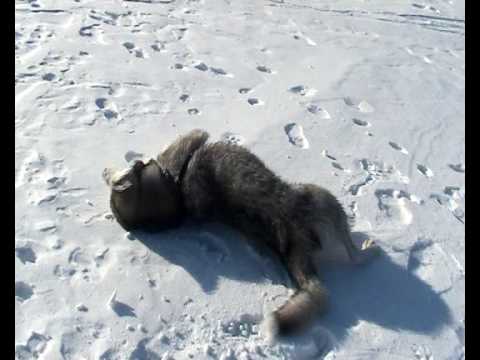 Маламут покупался в проруби