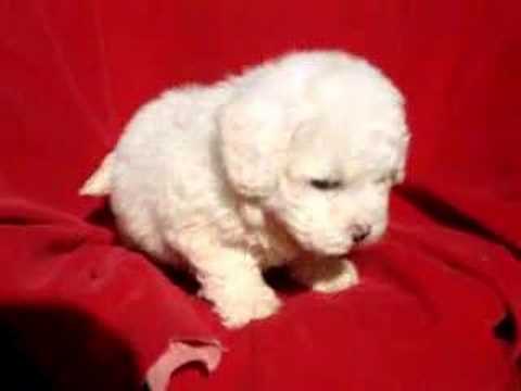 Girl Bichon Frise