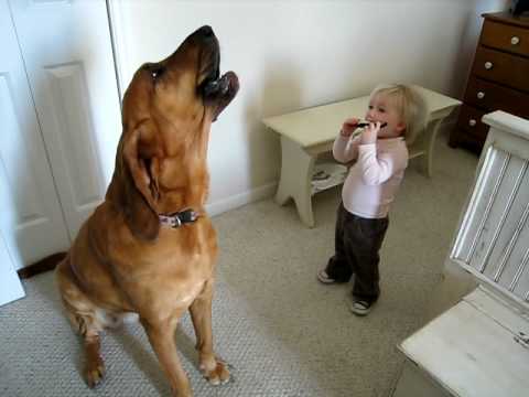 Singing Bloodhound