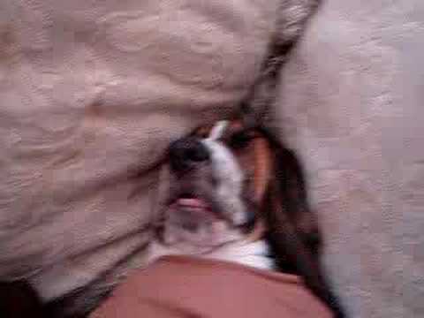 Barry the Basset Hound in a Deep Sleep.