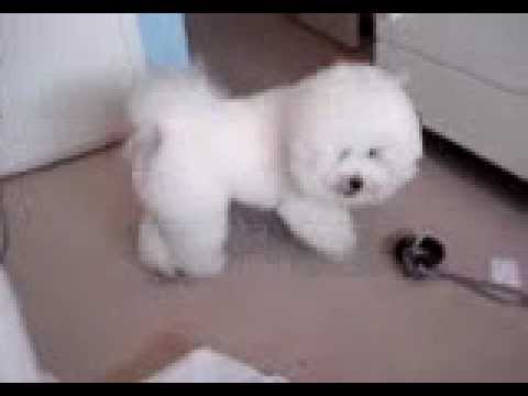 Bichon Frise 2