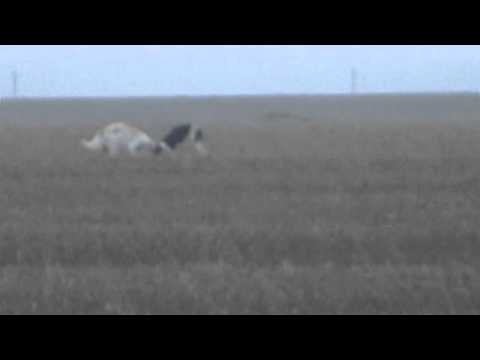 russian borzoi hunting_2010