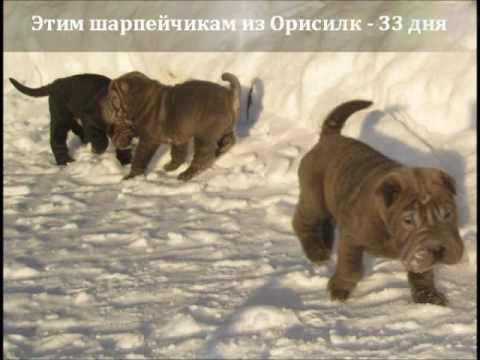 шарпей щенки