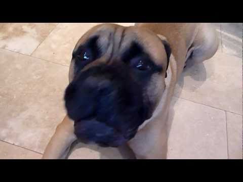 Lord Boycie the Bullmastiff singing