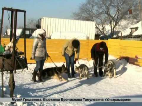 Зверская жизнь.Восточно-европейская овчарка