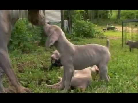 Введение в собаковедение 101 Dogs Часть 8 Animal Planet