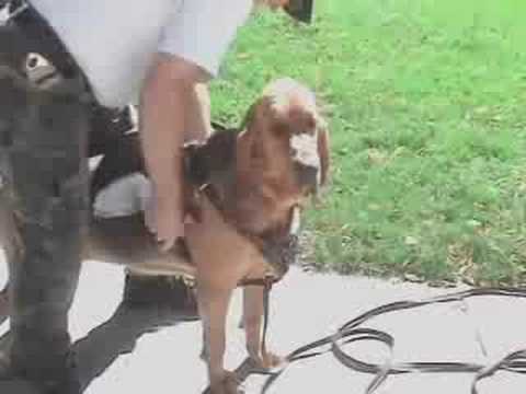 Bloodhound Focus of a Mantrailing Bloodhound